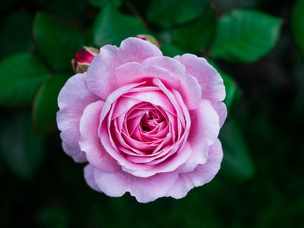 Arrière-plans roses pour la Saint-Valentin ou une autre célébration, mise au point sélective