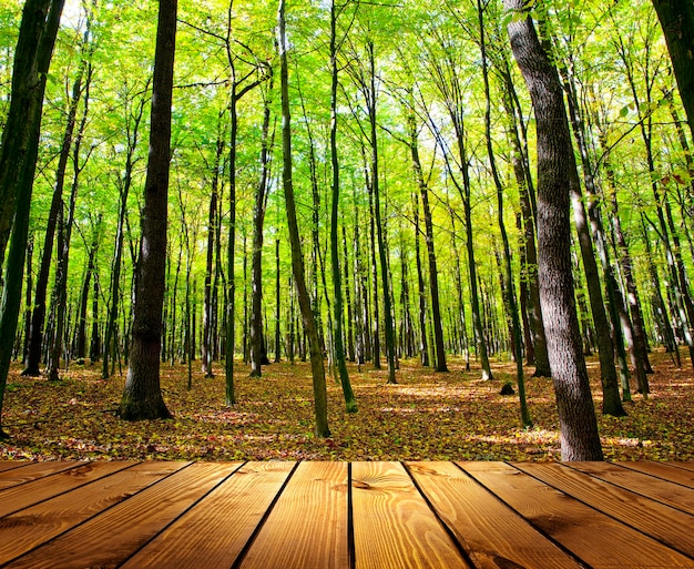 Arrière-plans texturés en bois dans un intérieur de pièce sur les arrière-plans de la forêt