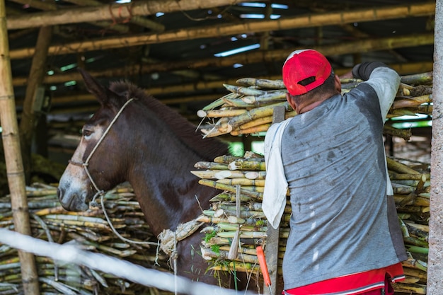 Arriero déchargeant sa mule transportant une charge de canne à sucre paysan colombien saisissant la canne