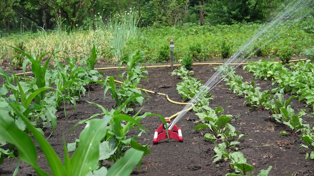 Arrosage des cultures dans le jardin Le jardin intelligent est activé avec un système d'irrigation par aspersion entièrement automatique arrosant les rangées de cultures Tournage en 4K UHD