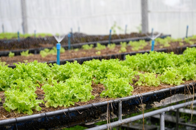 Arrosage de la laitue de chêne vert biologique dans la plantation