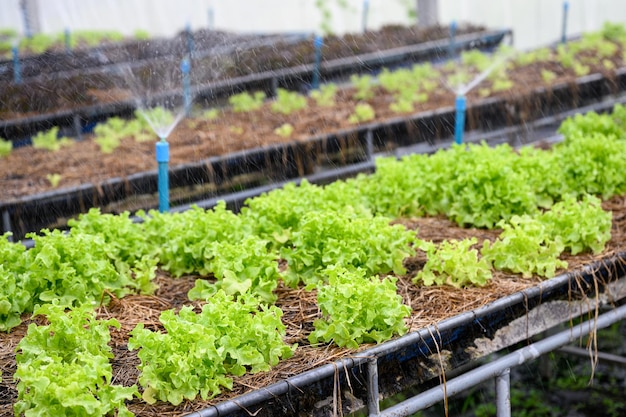 Arrosage de la laitue de chêne vert en plantation