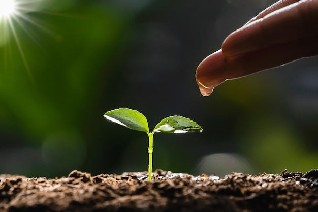 Arrosage à la main d'un petit arbre ensoleillé. concept écologique du jour de la terre