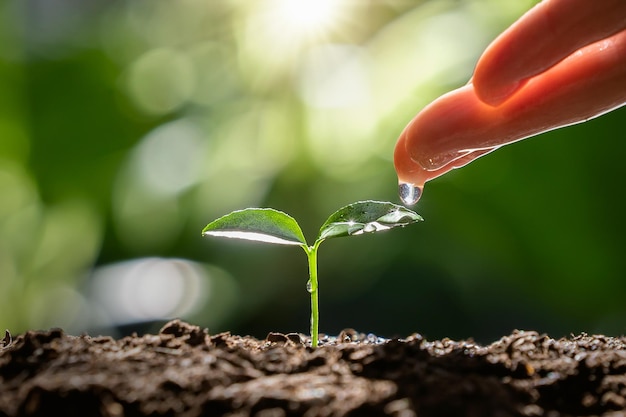 Arrosage à la main d'un petit arbre ensoleillé. concept écologique du jour de la terre