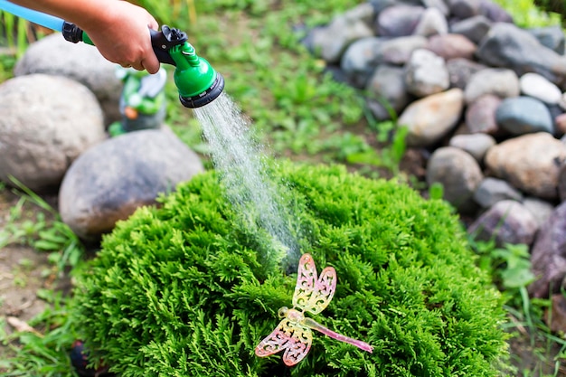 Arrosage Thuy boule soin des plantes