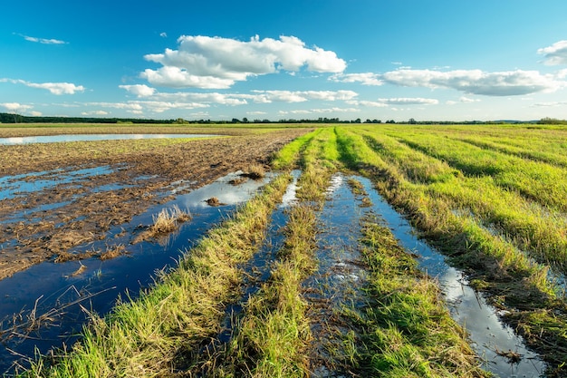 Arroser après la pluie sur le terrain et sur la route au bord du pré