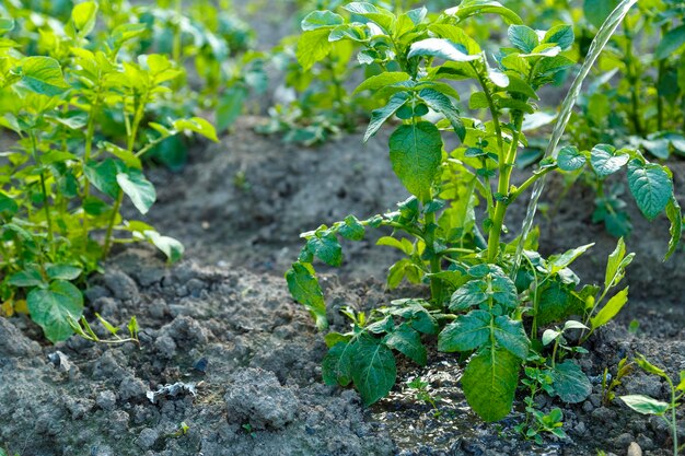 Arroser les buissons de pommes de terre avec un jet d'eau d'un tuyau sous la racine