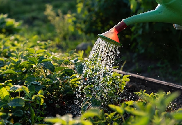 Arroser le jardin avec un arrosoir Arroser les fraises