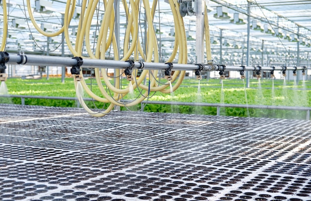 Arroser les jeunes plantes poussent dans la serre chaude de pot