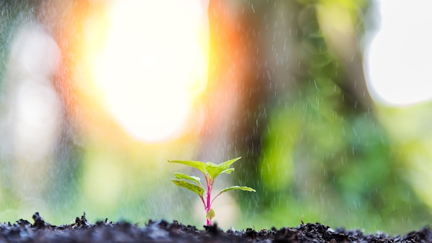 Arroser le matin. Germes verts sous la pluie. Concept d&#39;écologie