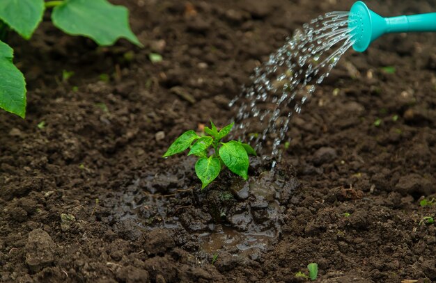 Arroser la plante dans le jardin