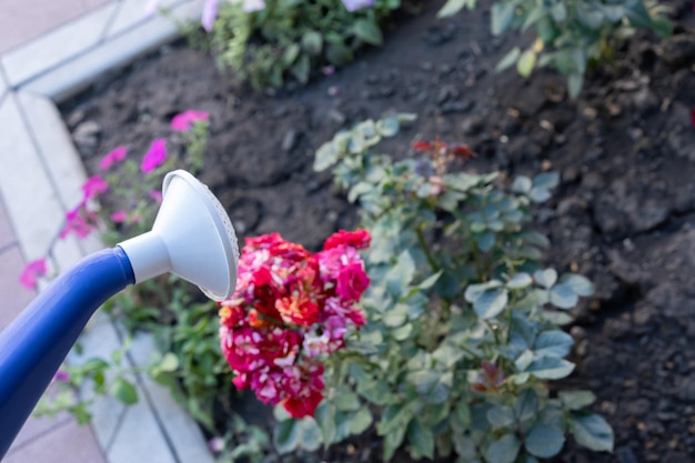 Arroser les plantes avec de l'eau d'un arrosoir