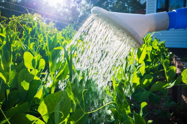 Photo arroser les plantes potagères sur une plantation dans la chaleur estivale avec un arrosoir en gros plan concept de jardinage plantes agricoles poussant dans la rangée de lits