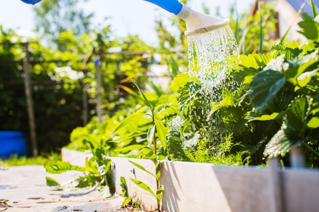 Arroser les plantes potagères sur une plantation dans la chaleur estivale avec un arrosoir en gros plan Concept de jardinage Plantes agricoles poussant dans la rangée de lits