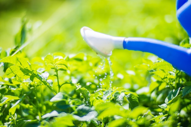 Photo arroser les plantes potagères sur une plantation dans la chaleur estivale avec un arrosoir en gros plan concept de jardinage plantes agricoles poussant dans la rangée de lits