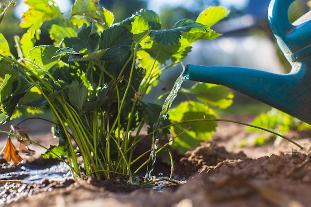 Arroser les plantes potagères sur une plantation dans la chaleur de l'été avec un arrosoir Concept de jardinage Plantes agricoles poussant dans la rangée de lits