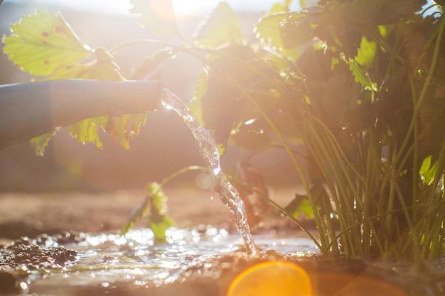 Arroser les plantes potagères sur une plantation dans la chaleur de l'été avec un arrosoir Concept de jardinage Plantes agricoles poussant dans la rangée de lits