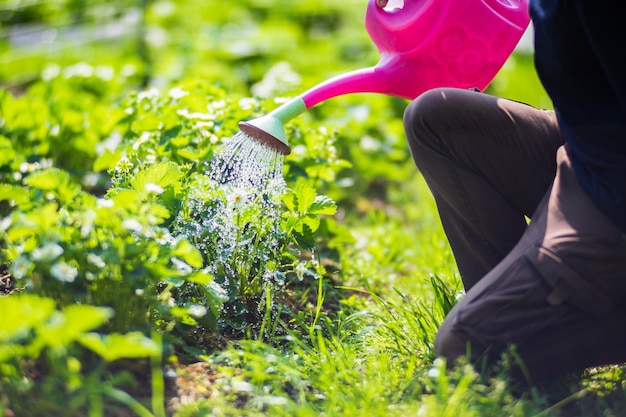 Arroser les plantes potagères sur une plantation dans la chaleur de l'été avec un arrosoir Concept de jardinage Plantes agricoles poussant dans la rangée de lits