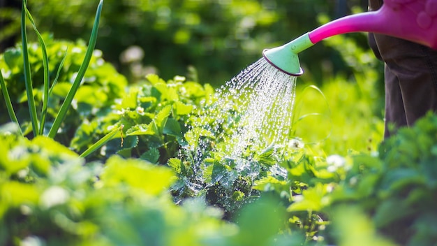 Photo arroser les plantes potagères sur une plantation dans la chaleur de l'été avec un arrosoir concept de jardinage plantes agricoles poussant dans la rangée de lits