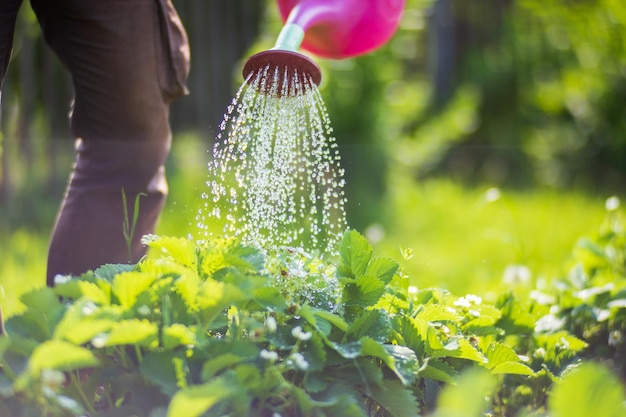 Arroser les plantes potagères sur une plantation dans la chaleur de l'été avec un arrosoir Concept de jardinage Plantes agricoles poussant dans la rangée de lits