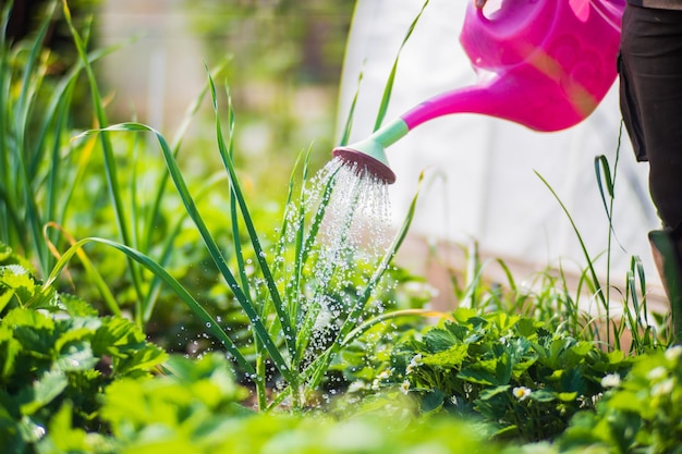 Photo arroser les plantes potagères sur une plantation dans la chaleur de l'été avec un arrosoir concept de jardinage plantes agricoles poussant dans la rangée de lits