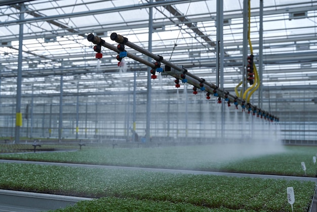 Arroser les pousses de verdure qui poussent dans la serre