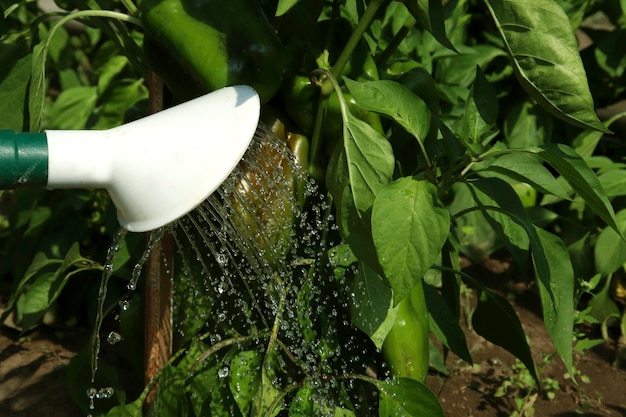 Arroser les semis de poivre des arrosoirs verts avec de l'eau en gros plan jardinage jardin d'accueil