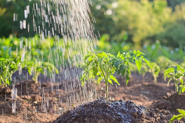 Arroser les tomates végétales qui poussent dans le sol fertile du jardin