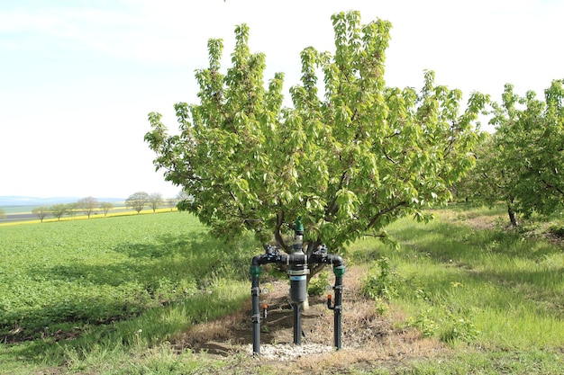 un arroseur d'eau est dans un champ avec un arbre en arrière-plan