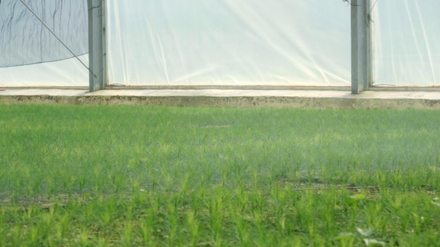 Arroseur d'eau pulvérisant de l'eau sur de jeunes plants de pin plantés en serre