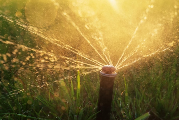 Arroseur de pelouse automatique arrosant la pelouse de près pendant le lever du soleil.