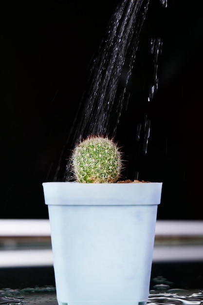 Arrosez le petit cactus planté sur un établi au sol en verre pour le garder hydraté lorsque vous travaillez avec de la lumière et de l'ombre lorsque le sol est humide avec un reflet