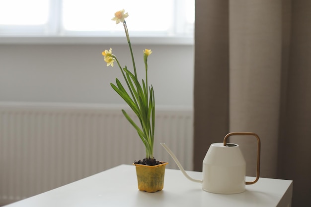 Arrosoir et jonquille dans un concept de printemps et de pâques de jardinage en pot