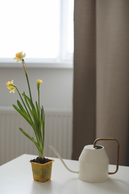 Arrosoir et jonquille dans un concept de printemps et de pâques de jardinage en pot