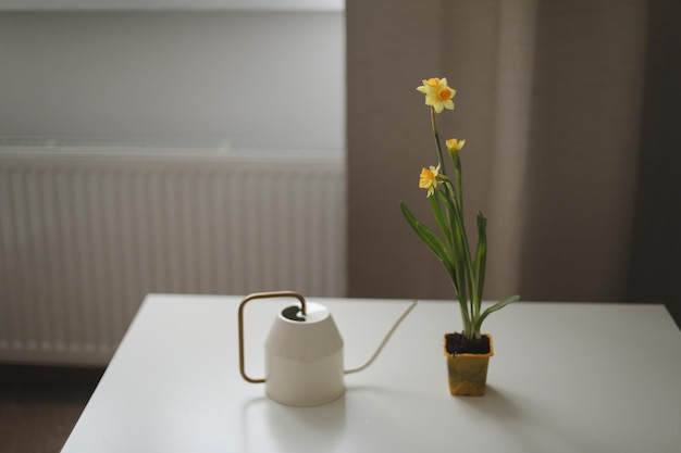 Arrosoir et jonquille dans un pot Jardinage Concept de printemps et de Pâques