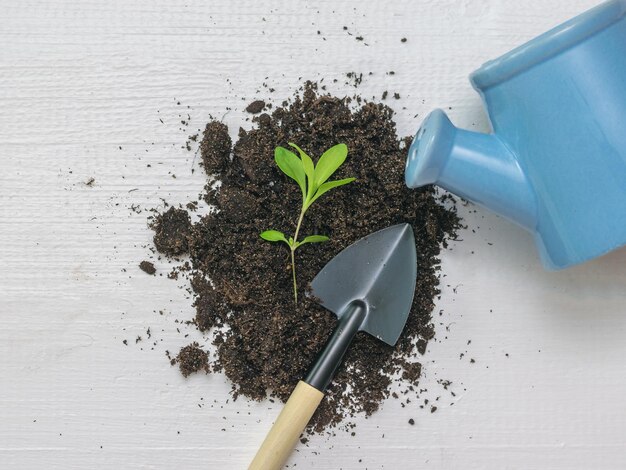 Arrosoir et pelle près d'une jeune pousse au sol Plantation de jeunes plants dans un sol fertile