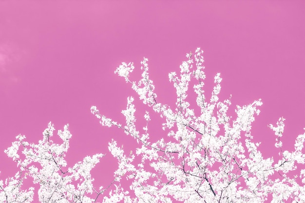 Art abstrait floral sur fond rose fleurs de cerisier vintage en fleurs comme toile de fond de la nature pour la conception de vacances de luxe