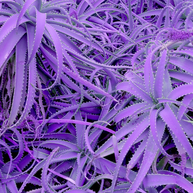 Art minimal des plantes. Arrière-plan de la plante violette d'aloès