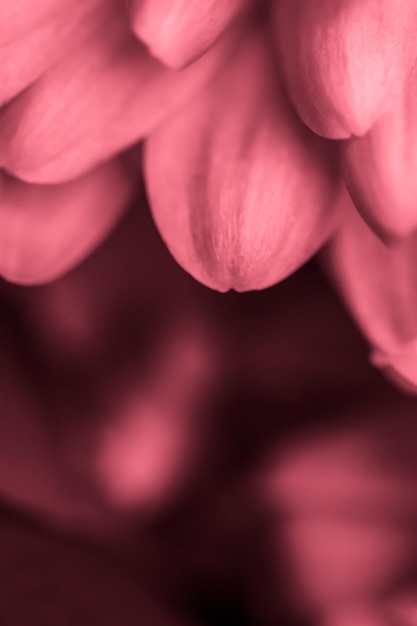Art rétro, carte vintage et concept botanique - Fond floral abstrait, fleur de chrysanthème rose. Toile de fond de fleurs macro pour la conception de la marque de vacances