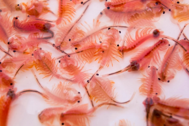 Artemia (crevette de saumure, singe de mer) sur fond blanc