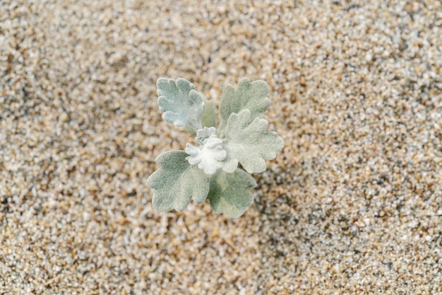 Artemisia stelleriana sur le sable Une plante résistante à la sécheresse et au gel