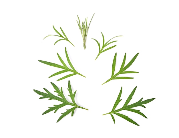 Artemisia vulgaris L'armoise douce feuilles vertes d'armoise sur fond blanc