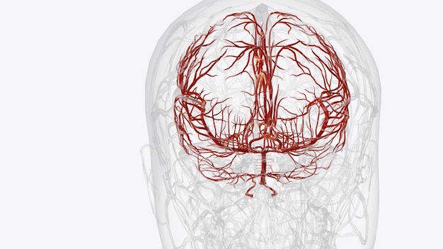 Photo les artères du cerveau