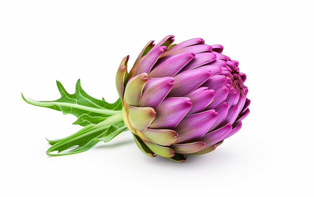 Artichoke de haute qualité en studio