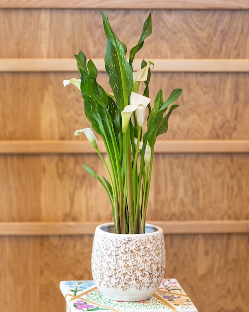 Arum Lily dans le pot blanc