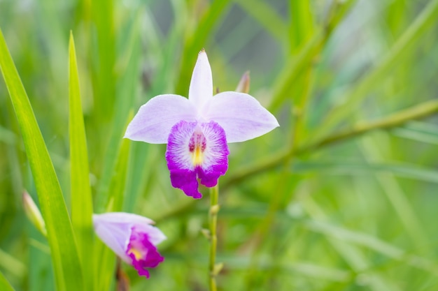 Arundina graminifolia