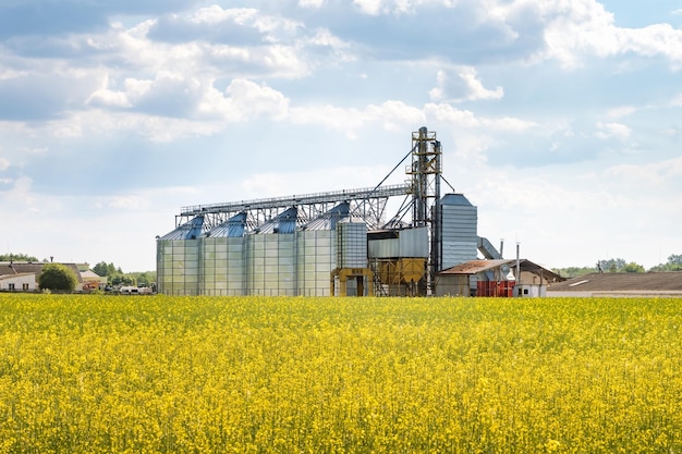 Ascenseur de grenier moderne près du champ de colza Silos d'argent sur l'agro-industrie et l'usine de fabrication pour le traitement, le séchage, le nettoyage et le stockage de la ligne de nettoyage des semences de produits agricoles