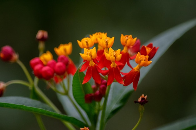 Asclepie Fleurs rouges et jaunes