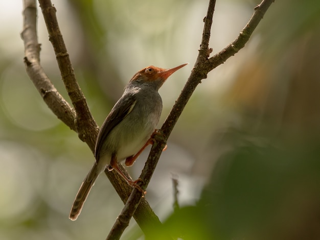 Ashy Tailorbird, Orthotomus ruficeps, est assis sur une branche dans la forêt