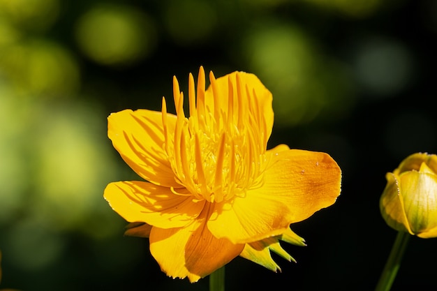 Asia Bathing Suittskaya, ou Trollius asiaticus, est une plante herbacée vivace du genre Kupalnitsa de la famille des renoncules (Ranunculaceae).